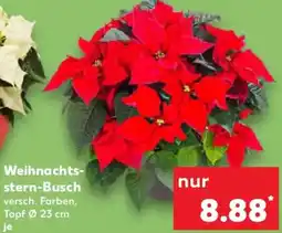 Kaufland Weihnachtsstern-Busch Angebot