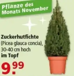 Multi Markt Zuckerhutfichte Angebot