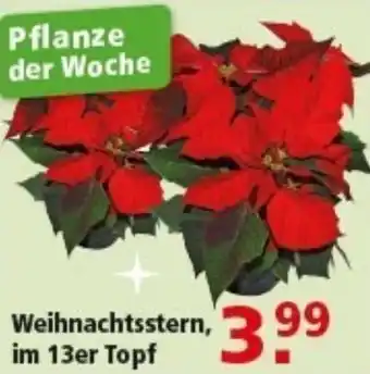 Multi Markt Weihnachtsstern, im 13er Topf Angebot