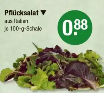 V Markt Pflücksalat Angebot
