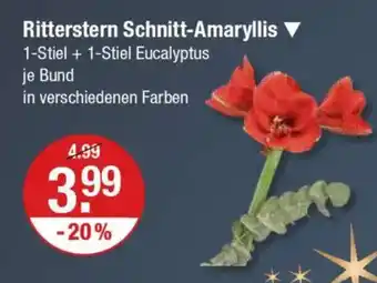 V Markt Ritterstern Schnitt-Amaryllis Angebot