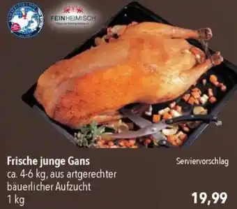 CITTI Markt Frische junge Gans Angebot