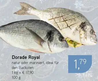 Dornseifer Dorade Royal Angebot