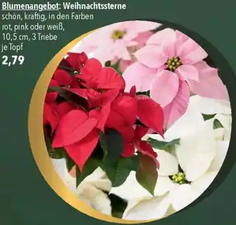 CITTI Markt Weihnachtssterne Angebot