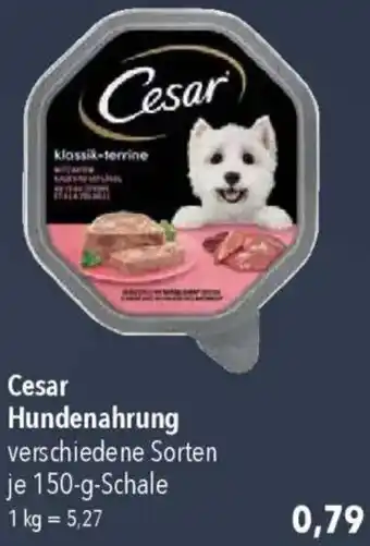 CITTI Markt Cesar Hundenahrung Angebot