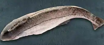 Handelshof Schellfisch Angebot