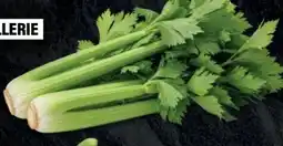 Handelshof Staudensellerie Angebot