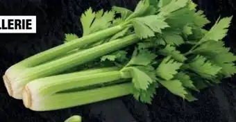 Handelshof Staudensellerie Angebot