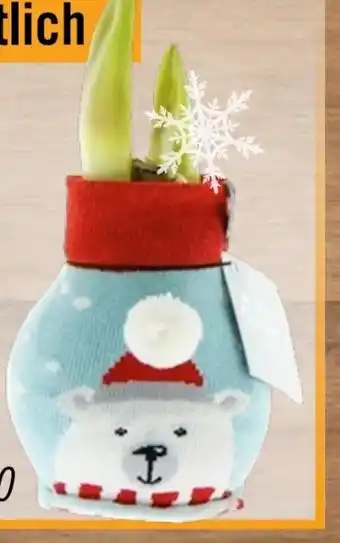 Hornbach Amaryllis Wachs Angebot