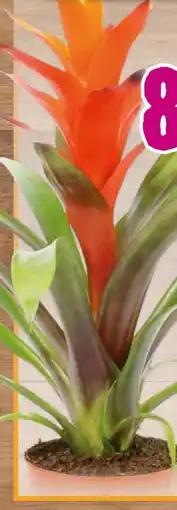 Hornbach Bromelien Angebot