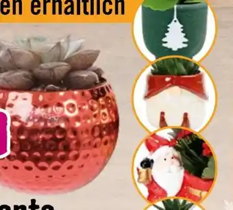 Hornbach Sukkulente Magnatized X-Mas Angebot