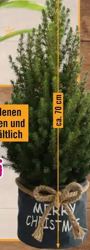 Hornbach FloraSelf Zuckerhutfichte Picea Angebot