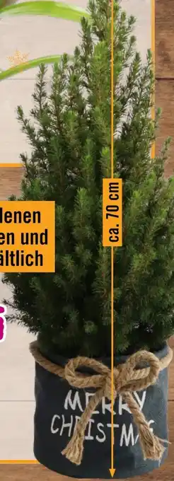 Hornbach FloraSelf Zuckerhutfichte Picea Angebot