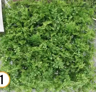 Hornbach Künstliche Pflanzenwand Farn Angebot