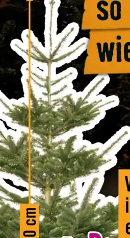 Hornbach Nordmann Gold Nordmann-Tanne Angebot