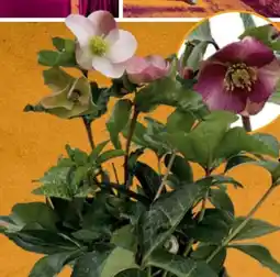 Hornbach FloraSelf Lenzrose Pink Angebot