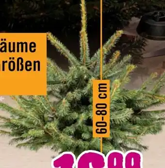 Hornbach Weihnachts Blaufichte Angebot