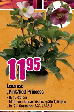 Hornbach Lenzrose 'pink/red princess' Angebot
