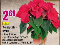 Hornbach Floraself weihnachtsstern Angebot