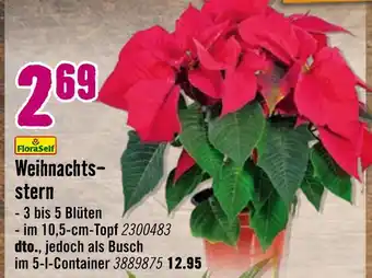 Hornbach Floraself weihnachtsstern Angebot