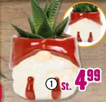 Hornbach Sukkulenten-mix „father christmas“ Angebot