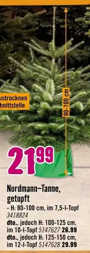 Hornbach Nordmann-tanne, getopft 80-100 cm Angebot