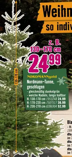 Hornbach Nordmanngold nordmann-tanne, geschlagen Angebot