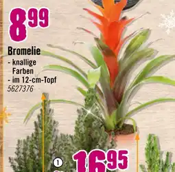 Hornbach Bromelie Angebot