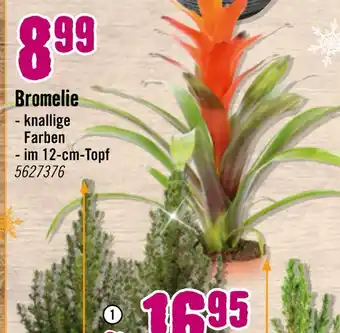 Hornbach Bromelie Angebot