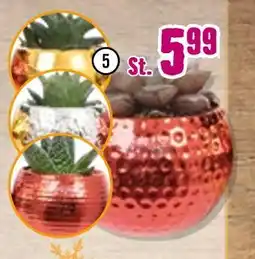 Hornbach Sukkulenten-mix „magnatized x-mas“ Angebot