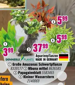 Hornbach Dennerle plants große amazonas schwertpflanze Angebot