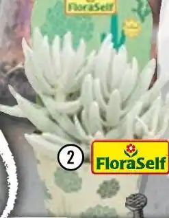 Hornbach Floraself kreuzkraut „senecio mont blanc“ Angebot