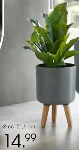 Zurbrüggen Blumentopf aus kunststoff Angebot