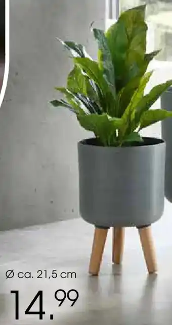 Zurbrüggen Blumentopf aus kunststoff Angebot