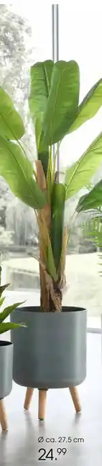 Zurbrüggen Blumentopf aus kunststoff Angebot