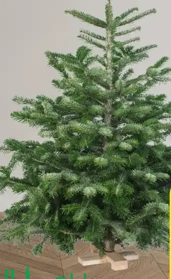 Hagebau Nordmanntanne Abies Nordmanniana Angebot