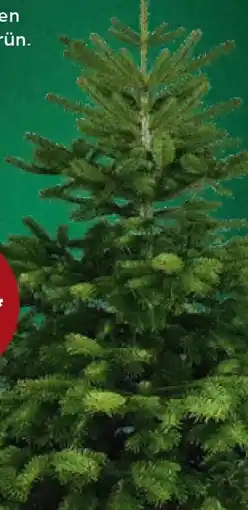 Kaufland Nordmanntannen-Bäumchen Angebot