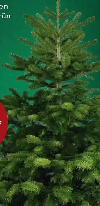 Kaufland Nordmanntannen-Bäumchen Angebot