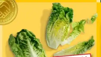 Kaufland Mini-Romanasalat Angebot