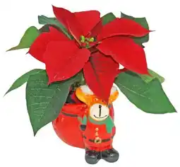 Kaufland Mini-Weihnachtssterne Angebot