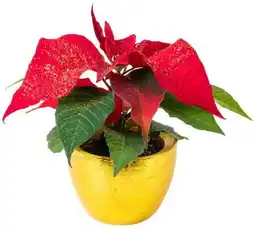 Kaufland Mini-Zauberstern Angebot