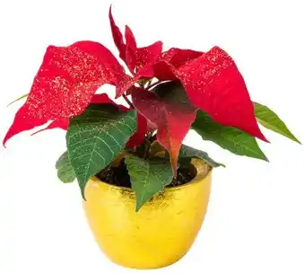 Kaufland Mini-Zauberstern Angebot