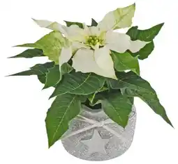 Kaufland Mini-Weihnachtsstern Pflanze Angebot