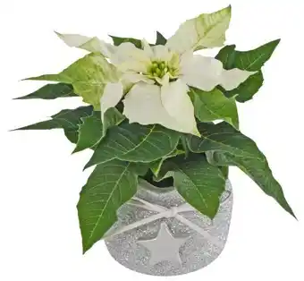 Kaufland Mini-Weihnachtsstern Pflanze Angebot