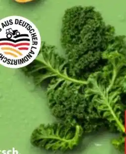Kaufland Grünkohl Angebot