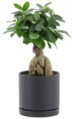 Kaufland Chinesische Feige Angebot