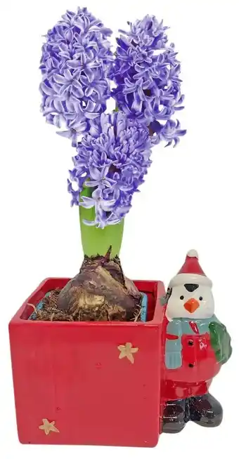 Kaufland Hyazinthen Angebot