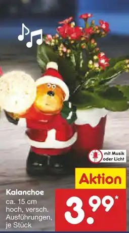 Netto Marken-Discount Kalanchoe Angebot