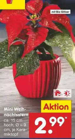 Netto Marken-Discount Mini weihnachtsstern Angebot