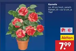 Netto Marken-Discount Kamelie Angebot